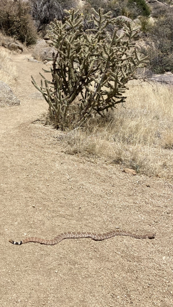 Snake Medicine. A rattlesnake slithers across the path in New Mexico.