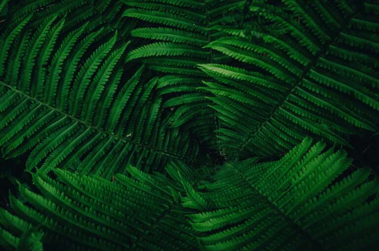 How the Nervous System Works Part 1:  The Branches of the Autonomic Nervous System
